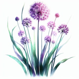 12 regnbågsfärgade Allium-blommor Clipart, genomskinlig lila blommig väggdekor, minimalistisk konst, omedelbar nedladdning