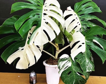 Monstera Borsigiana Halfmoon albo Bonte levende aanplant Gewortelde knoopstekken Levende plant Witbonte kamerplant
