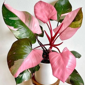 Può includere: Una pianta di filodendro principessa rosa in un vaso bianco. La pianta presenta grandi foglie a forma di cuore con una sorprendente combinazione di variegatura rosa e verde. I gambi sono rosso scuro e la pianta è su uno sfondo neutro.