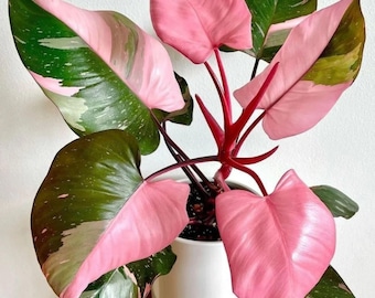 Philodendron Pink Princess - Plantation panachée Nœuds enracinés Boutures Plante d'intérieur tropicale rare panachure rose