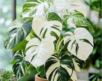 Monstera Borsigiana Albo Variegada Plantación Nudos Enraizados Esquejes Planta Viva Planta de Interior Variegada Rara