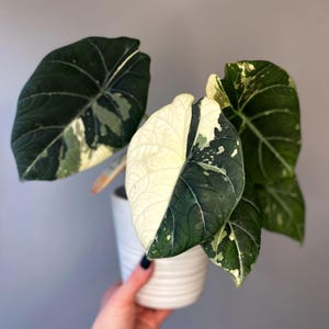 Variegated alocasia maharani - Etsy 日本