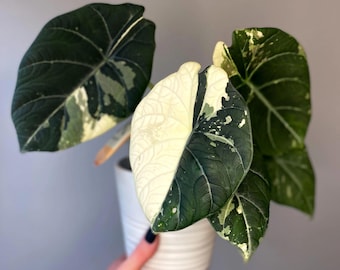 Alocasia Maharani Albo Bont zeldzaam levend startersbollen planten Levende plant Zeldzaam bont juweel Alocasia