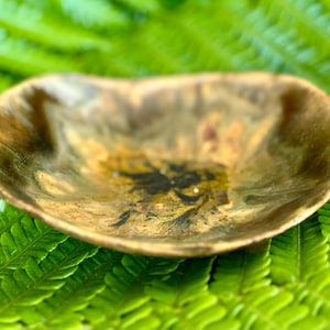 May include: A small, handcrafted, shallow bowl with an unusual, organic shape. The bowl has a blend of brown, gold, and black hues, creating a marbled effect. The bowl is set against a backdrop of vibrant green fern leaves.