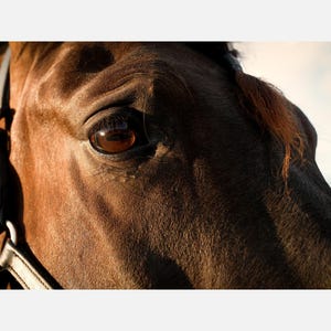 May include: A close-up view of a brown horse's head, focusing on its dark eye and smooth coat. A black leather bridle with a silver metal buckle is visible on the side of the horse's face, with a small tuft of brown hair on the forehead.