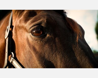 Horse Eye Photography Download, Warm Equestrian Wall Art