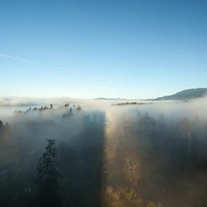 Complete landscape photograph showing evergreen trees emerging through pale fog beneath a blue sky.