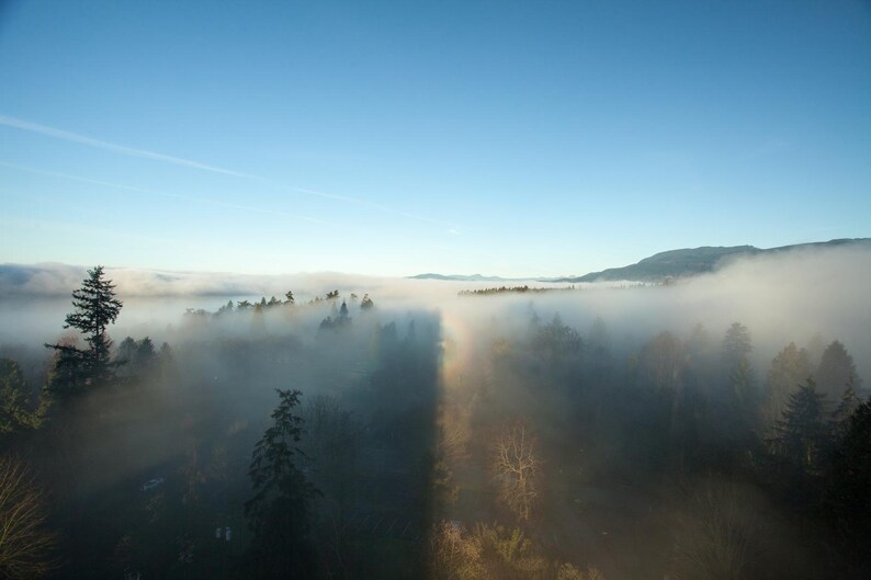 Complete landscape photograph showing evergreen trees emerging through pale fog beneath a blue sky.