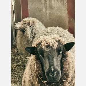 May include: Two sheep with thick, textured wool coats. One sheep in the foreground has a dark brown face and ears, while the other sheep in the background has a lighter, beige-coloured face and wool, both standing in a barn area.