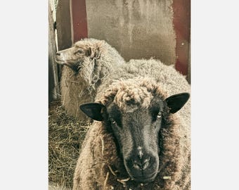 Sheep Portrait Photography Download, Rustic Farmhouse Wall Art