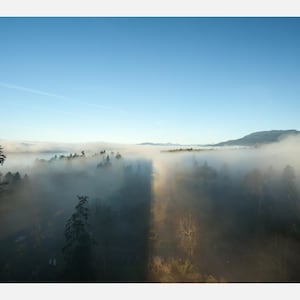 May include: A landscape view of a dense forest partially obscured by a thick layer of low-hanging morning fog. Tall evergreen trees emerge from the mist under a clear blue sky, with a distinct vertical shadow line cutting through the centre.