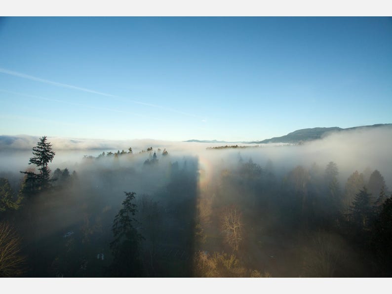 Dark evergreen trees emerging from pale fog, with distant hills under a clear blue sky.