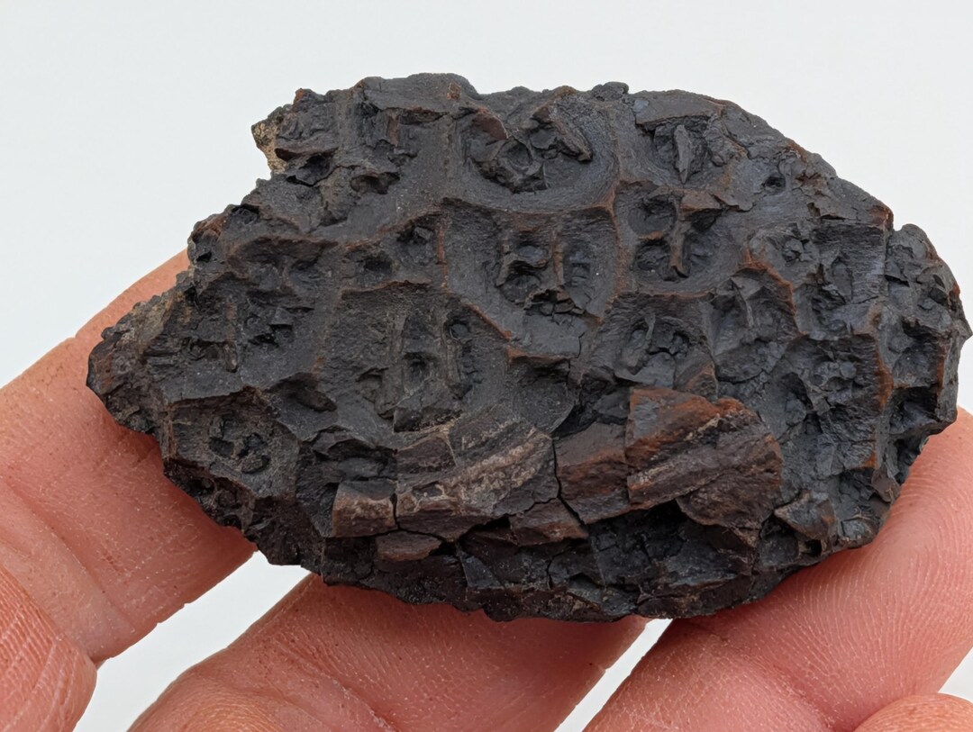 Dragonscale Rocks Rare Dragon Scale Stone. Unique Iron Nodule Fossil Natural Scale ...