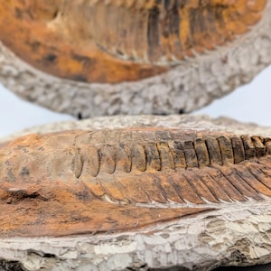 May include: Two fossilized trilobites, showcasing intricate details of their segmented bodies. The fossils are in shades of brown and orange, set against a light gray matrix. The image highlights the ancient creatures' exoskeletons.
