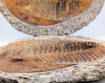 HUGE Museum-Quality Moroccan Trilobite Fossil Pair – Large Prehistoric Marine Statement Specimens.