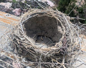 Nature's Amazing Creation. Authentic Abandoned Robin Bird Nest. Natural Woodland Decor. Nature Art Sculpture. One of a Kind Nest.