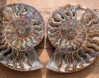 Authentic Museum Quality Ammonite Fossil Pair – 6.25” x 5.25” Prehistoric Marine Specimens, Natural History Decor