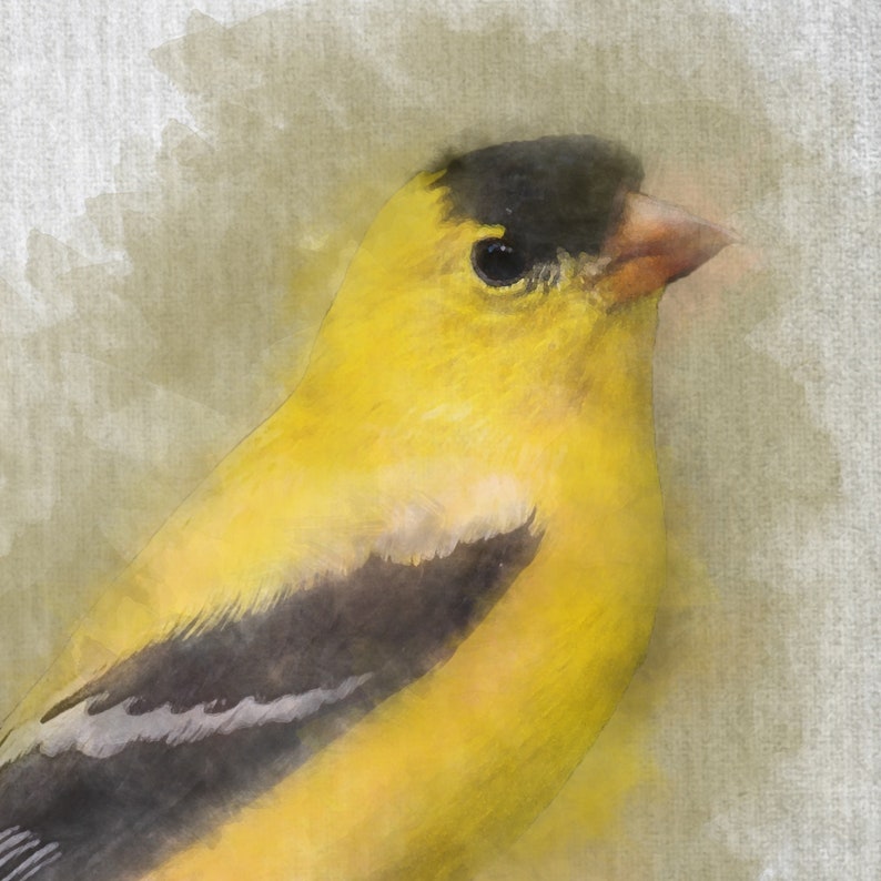 Yellow Finch Watercolour Painting Original Artwork Print Etsy
