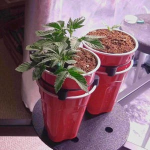 May include: Two red plastic cups stacked, each holding a small plant with green leaves and brown soil. The cups are on a black surface. The plants are in the early stages of growth.