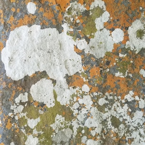 May include: A textured stone surface covered in patches of white, bright orange, and muted olive green lichen. The natural rock displays a rough, uneven topography with varying organic shapes and colors distributed across the entire frame.