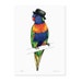 Rainbow Lorikeet in a Bowler Hat - A3 Birds in Hats Art Print 
