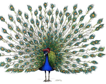 Peacock in a Bonnet: A4 Print