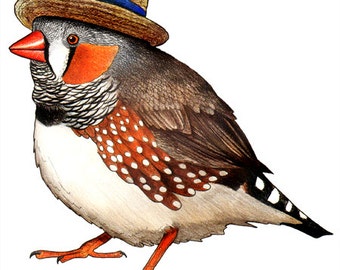 Zebra Finch in a Boater Hat  - A4 Print