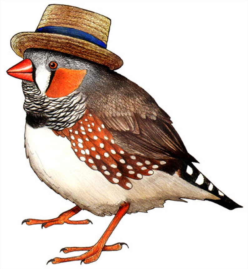 Zebra Finch in a Boater Hat A4 Print image 1