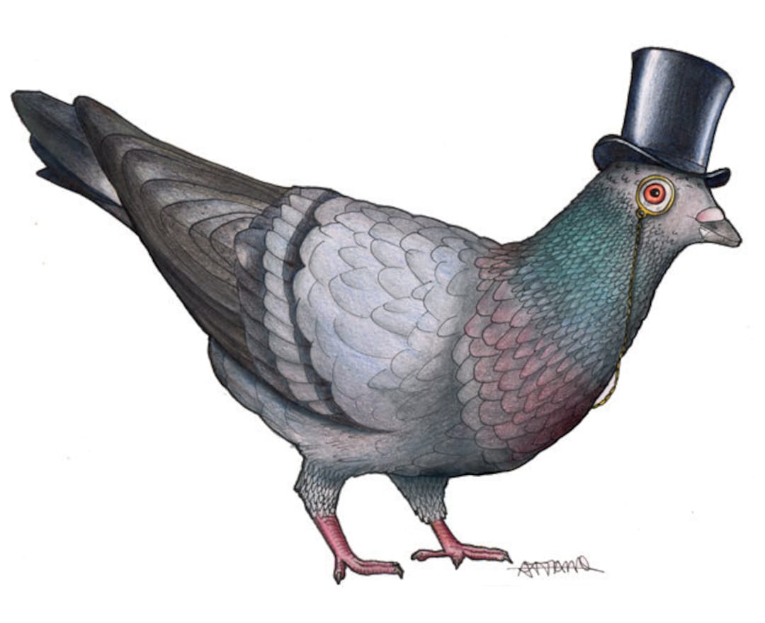 Pigeon in a Top Hat A4 Print Etsy