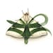 Lycomorpha Moths