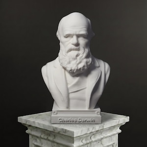 May include: A white bust of Charles Darwin featuring a detailed beard and facial features, set upon a rectangular base with the name Charles Darwin embossed on the front. The sculpture is positioned on a white marble-patterned pedestal.