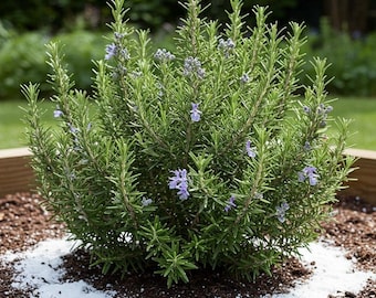 3 ARP Rosemary Plants 4–6″, Aromatic Culinary Herb, Easy Care, Indoor Outdoor Growing