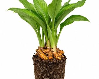 Live Turmeric Root Plant, Kitchen Garden Edible Herb (4 Inch Tall)