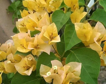 Bougainvillea Plant Live, 4-6 Inch Flowering Vine for Garden Patio