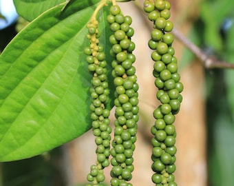 2 Black Pepper Live Plants, Piper nigrum, Tropical Climbing Pepper Vine for Garden & Containers