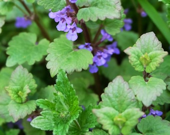 4 Catnip Live Plants, Nepeta Cataria, Easy Grow Herb Plant for Garden & Containers