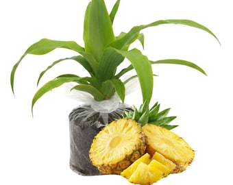 Pineapple Plant for Home and Garden, Tropical Green Accent Fruit Tree