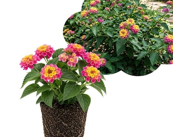 Set of 2 Lantana Rose Plants, Live Flowering Garden Plants (4 Inch)