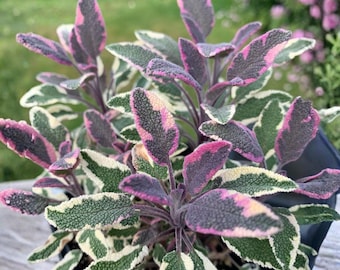 Tricolor Sage Plants - Set of 3 - Salvia officinalis - Variegated Herb for Garden & Containers