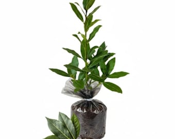 Sweet Bay Laurel Plant (Pack of 2) – Culinary Herb, Laurus Nobilis
