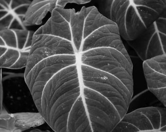 Alocasia Plant, Tropical Foliage, Easy Care Houseplant