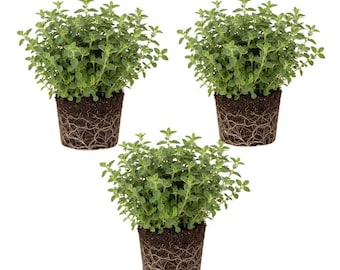 Set of 3 Greek Oregano Plants 4–7″,  Aromatic Culinary Herb for Gardens, Pots, & Containers