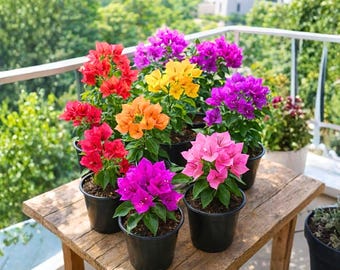 Set 3 Mix Bougainvillea Plants 4–6 Inches | Colorful Tropical Flowering Shrubs | Hardy, Fast-Growing Plants