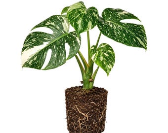Thai Constellation Monstera Starter Plant 4-6 Inch Tall, Live Indoor Houseplant (4 Inch)