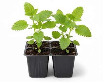 Live Lemon Balm Plant 4-Pack, Aromatic Herb