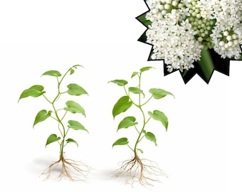 Set 2 White Vining Milkweed Plants, Flowering Vine for Garden Trellis