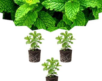 3 Peppermint Plants Live 4–6″, Aromatic Culinary Herb, Easy to Grow, Indoor Outdoor Planting