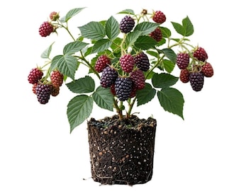 Set of 2 Sweet Boysenberry Plants, Live Berry Plants for Home Garden, Beginner Friendly Fruit Plant Gift (4 Inch)