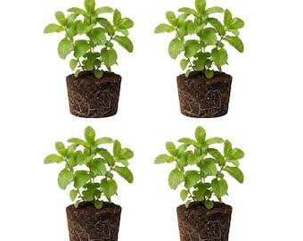 Mojito Mint Plant Set 2 – Aromatic Herb, Cocktail Ingredient