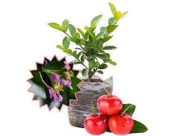 Barbados Cherry Plant Live, Sweet Fruit Tree For Home Patio, 4-6 Inch